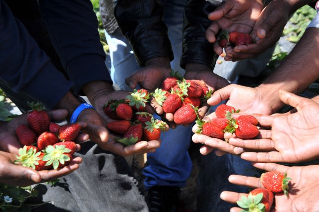 Καταδίκη της Ελλάδας στο Ευρωπαϊκό Δικαστήριο για τις «ματωμένες φράουλες» της Μανωλάδας