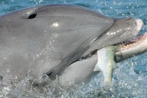 «Θορυβώδη» θηράματα προτιμούν τα δελφίνια