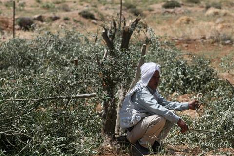 Ισραηλινοί εξτρεμιστές ξερίζωσαν ελιές στη Δυτική Όχθη