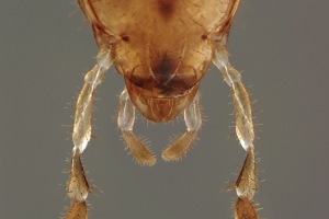Έρευνα εξηγεί γιατί τα «δολώματα» δε σκοτώνουν τις κατσαρίδες