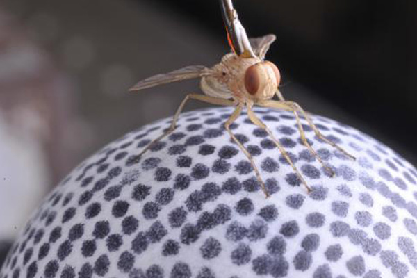 Μύγα έγινε πηγή έμπνευσης για εξελιγμένο μικρόφωνο