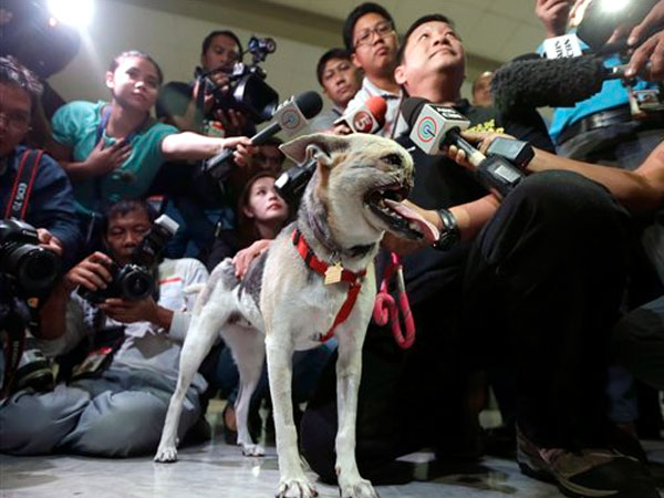 Τιμές ήρωα επεφύλαξαν για σκύλο στις Φιλιππίνες