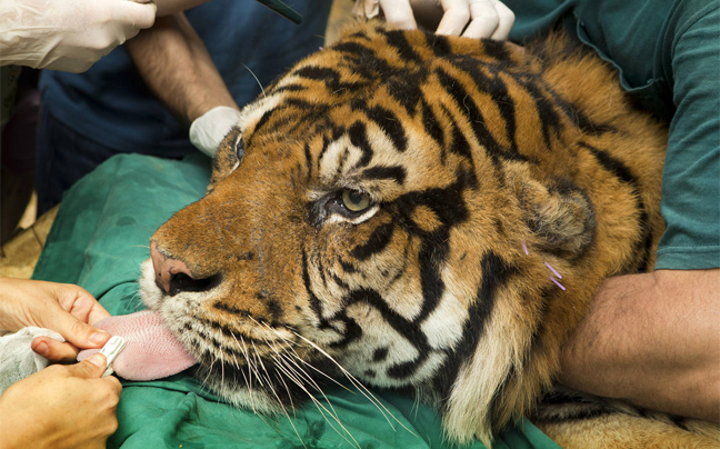 Θεραπεία με βελονισμό για τίγρη της Σουμάτρας