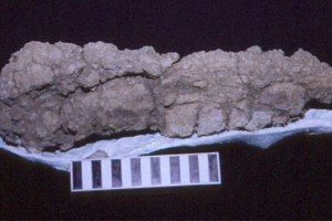 Aπολιθωμένα περιττώματα του Τυραννόσαυρου Ρεξ σε μουσείο
