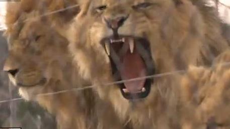 Οικογένεια λιονταριών επέστρεψε στη Νότια Αφρική