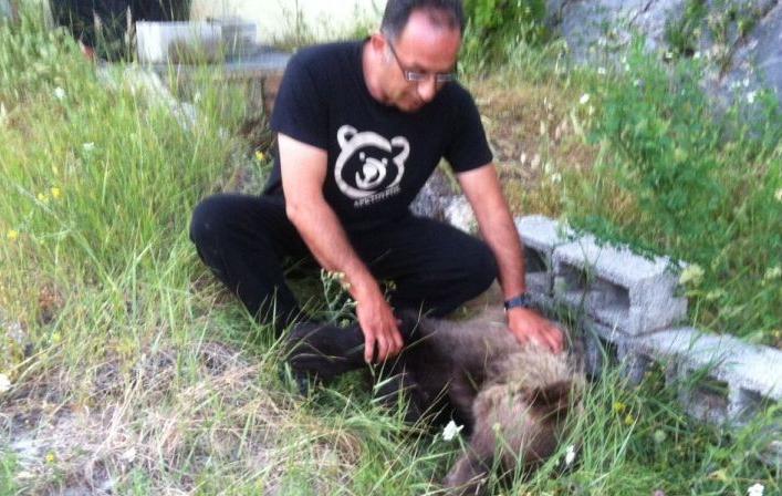 Αρκουδάκι βρέθηκε δηλητηριασμένο στην Καστοριά