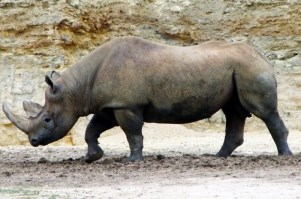 Η Νότια Αφρική θέλει να νομιμοποιήσει το εμπόριο κεράτων ρινόκερου