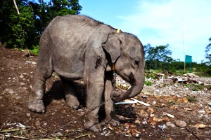 Πιπεριές τσίλι για προστασία των καλλιεργειών από τους ελέφαντες