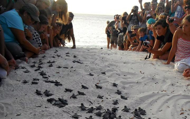 Τα πρώτα χελωνάκια του 2016 κολυμπάνε στα νερά της Κρήτης