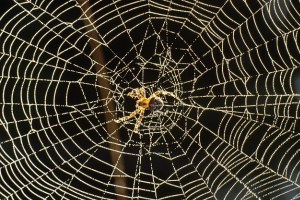 Ο ιστός της αράχνης χρησιμοποιεί τον ηλεκτρισμό για να παγιδεύσει τα θηράματα