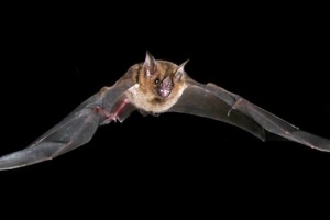 Επιστήμονες εντόπισαν «συγγενή» του κορονοϊού σε νυχτερίδες στην Ταϊλάνδη