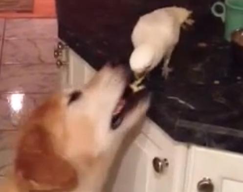 Πτηνό ταΐζει σκύλο στο στόμα