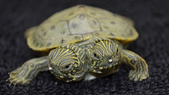 Το δικέφαλο χελωνάκι απέκτησε σελίδα στο Facebook