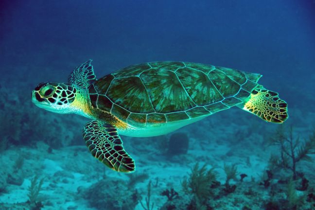 Τα σκουπίδια σκοτώνουν τις πράσινες θαλάσσιες χελώνες