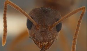 Ξενικά μυρμήγκια «κυριεύουν» τον κόσμο