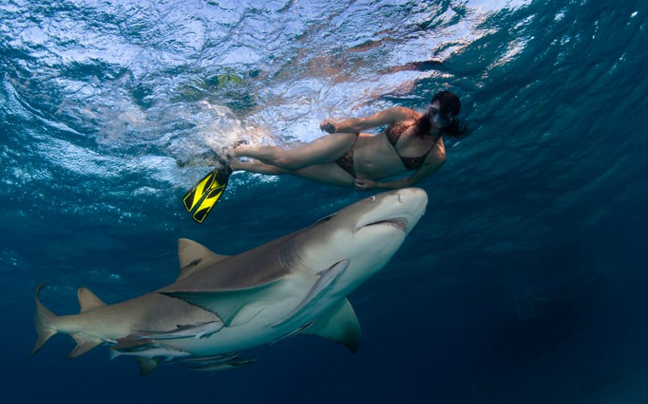 Κολυμπώντας με καρχαρίες-τίγρεις