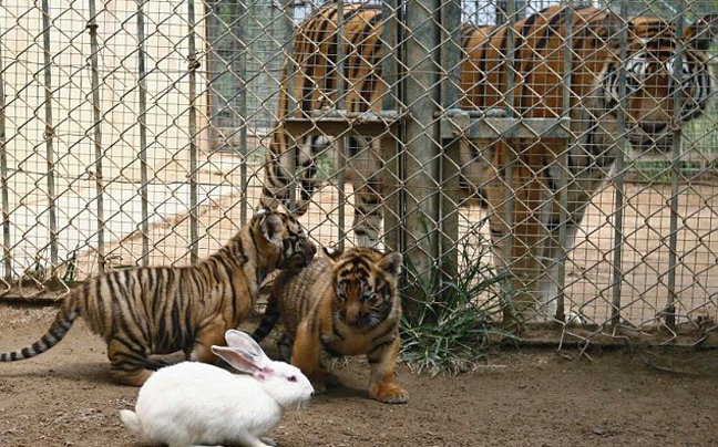 leopardali_lagos2.jpg