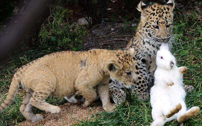 leopardali_lagos4.jpg
