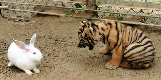 leopardali_lagos5.jpg
