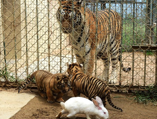 leopardali_lagos7.jpg