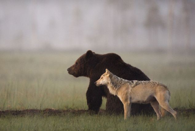 Ο λύκος και η αρκούδα