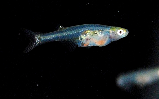 Μικροσκοπικά διάφανα ψάρια γεννήθηκαν σε ενυδρείο