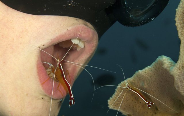 shrimp1.jpg