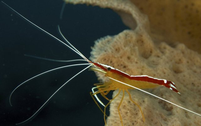 shrimp5.jpg