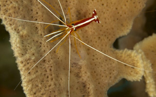 shrimp6.jpg