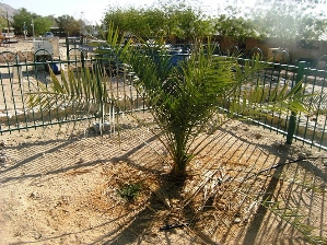 Δέντρο αναβιώνει από αρχαίους σπόρους σε σκεύος της εποχής του Ηρώδη