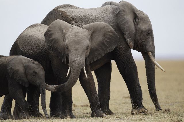 Περισσότεροι από 20.000 ελέφαντες της Αφρικής έπεσαν θύματα λαθροθηρίας το 2013