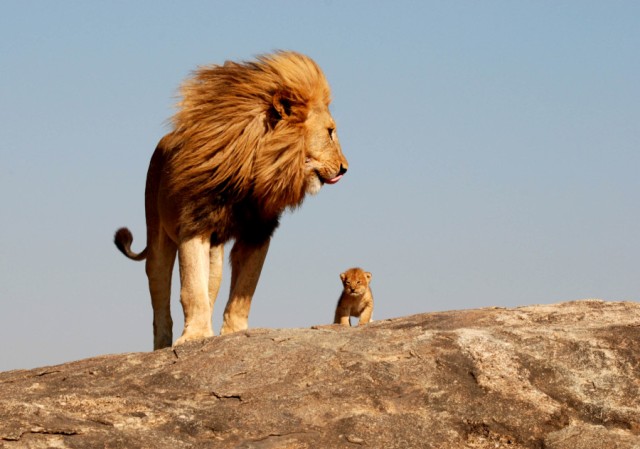 Ο «Βασιλιάς των Λιονταριών» στην πραγματική ζωή