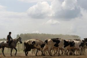 Αέρια αγελάδων μετατράπηκαν σε καύσιμο