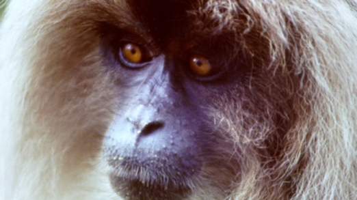 Μαϊμούδες- δραπέτες στο Μπέλφαστ