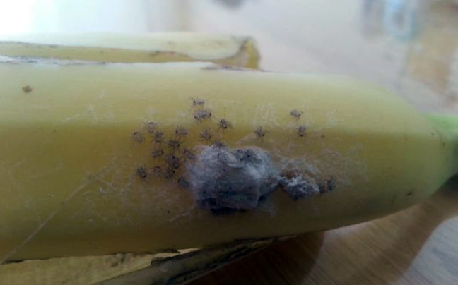 Αγόρασαν μπανάνες με&#8230; τις πιο θανατηφόρες αράχνες του κόσμου