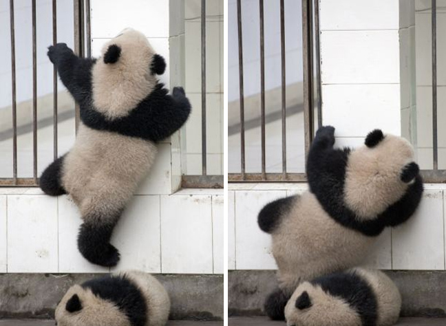 panda2.jpg