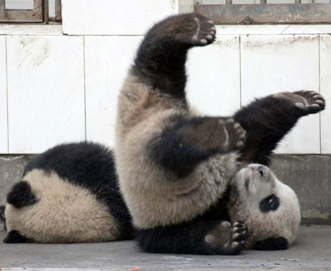 panda3.jpg