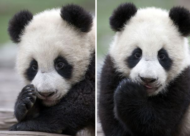panda4.jpg