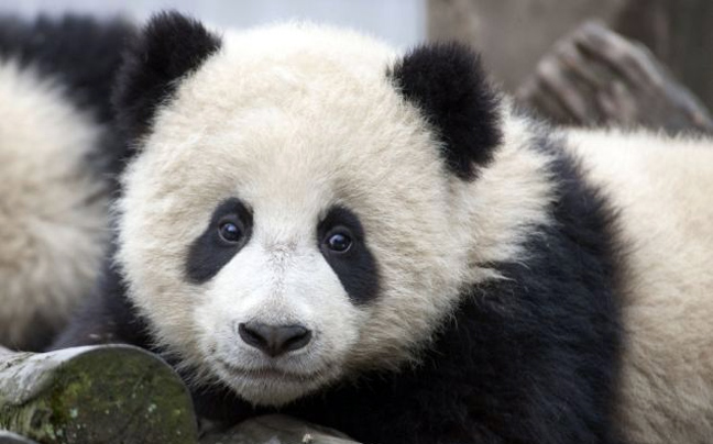 panda5.jpg