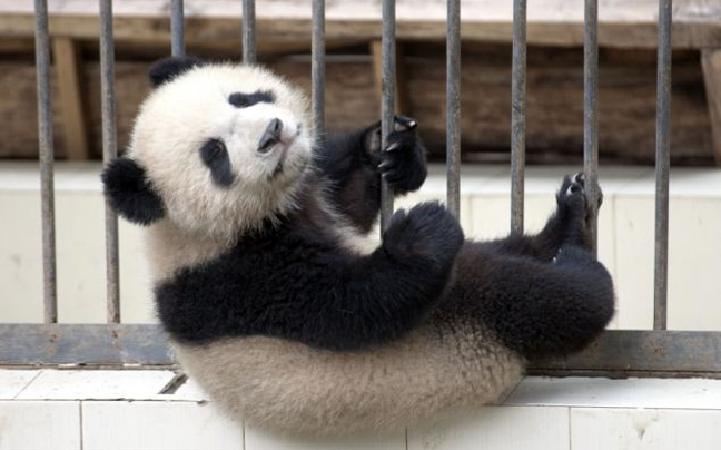 panda6.jpg