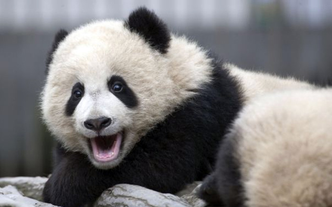 panda7.jpg