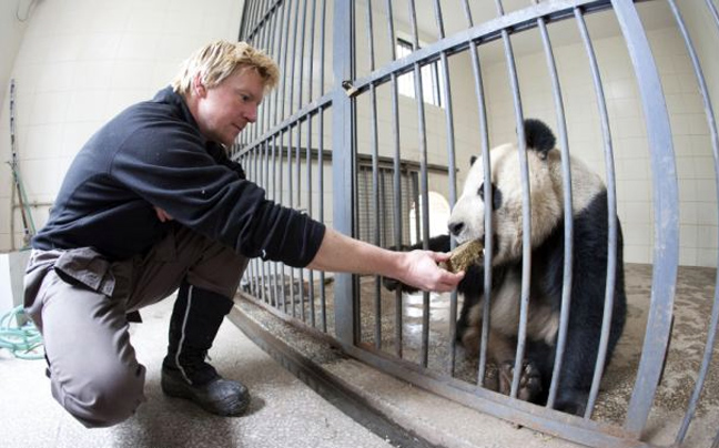 panda8.jpg