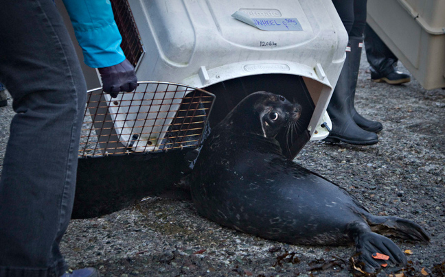 seals1.jpg