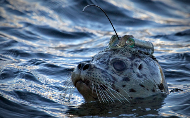 seals2.jpg