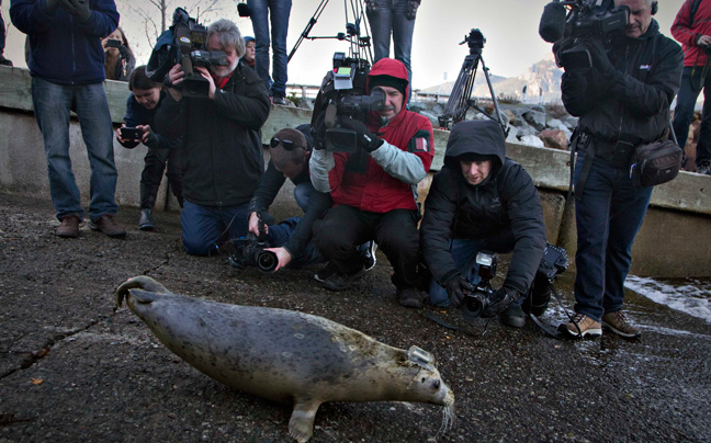 seals3.jpg