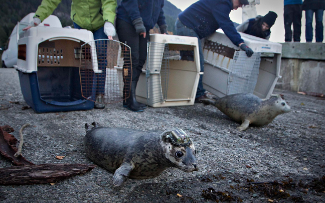 seals5.jpg
