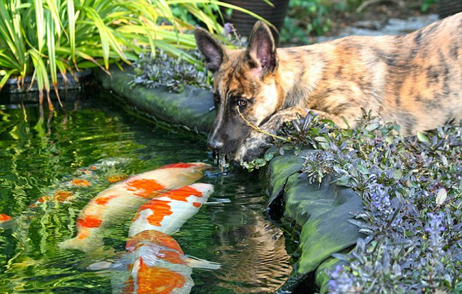 dog_fish2.jpg