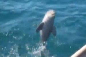 Νεογέννητο δελφίνι που σώθηκε από πλαστική σακούλα πηδά από χαρά