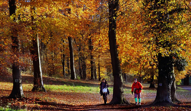 autumn14.jpg