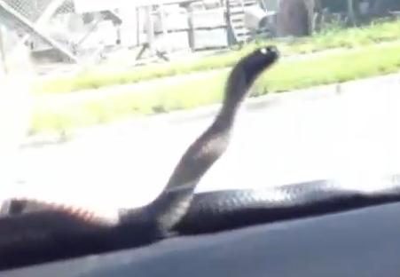 Οδηγώντας με ένα φίδι